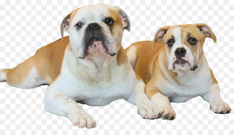 Antiguo Bulldog Inglés，Inglés Antiguo Bulldogge PNG