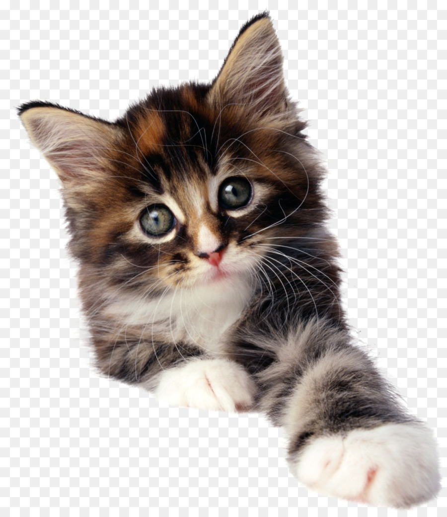 Gato，Gatito PNG