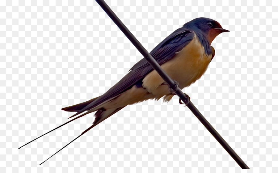 Golondrina，Aves PNG