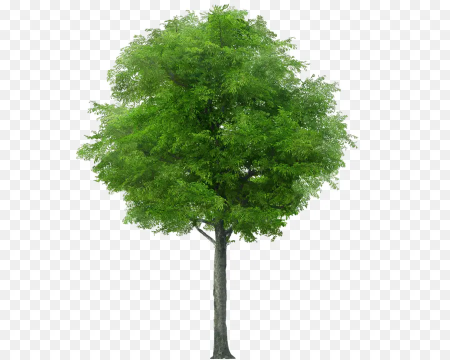 árbol，Almendra Salvaje PNG