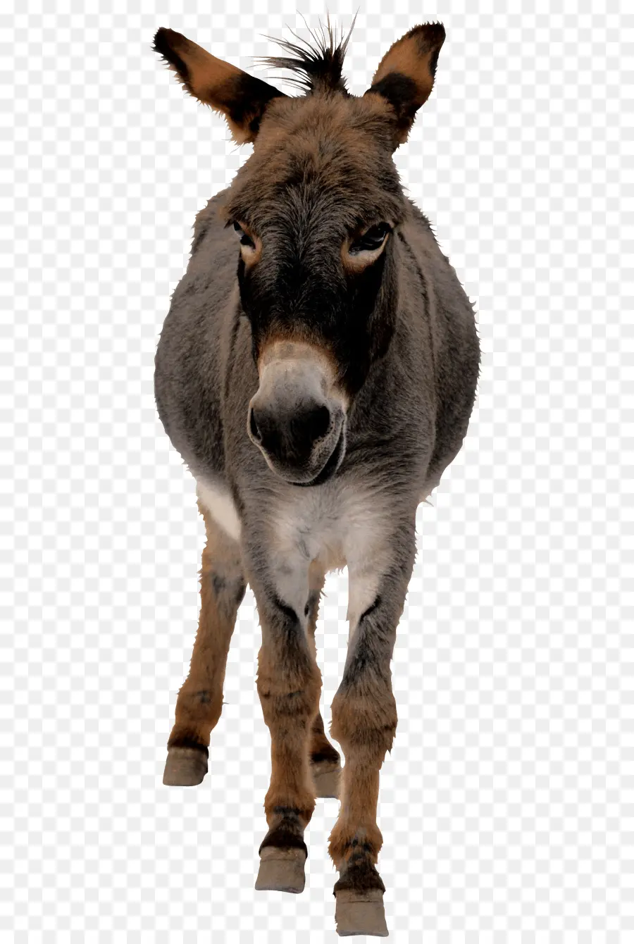 Burro，Iconos De Equipo PNG