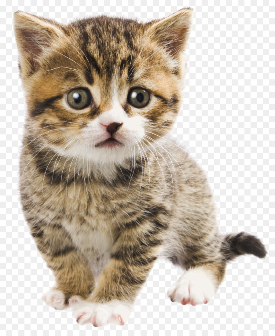 Gatito，Gato Persa PNG