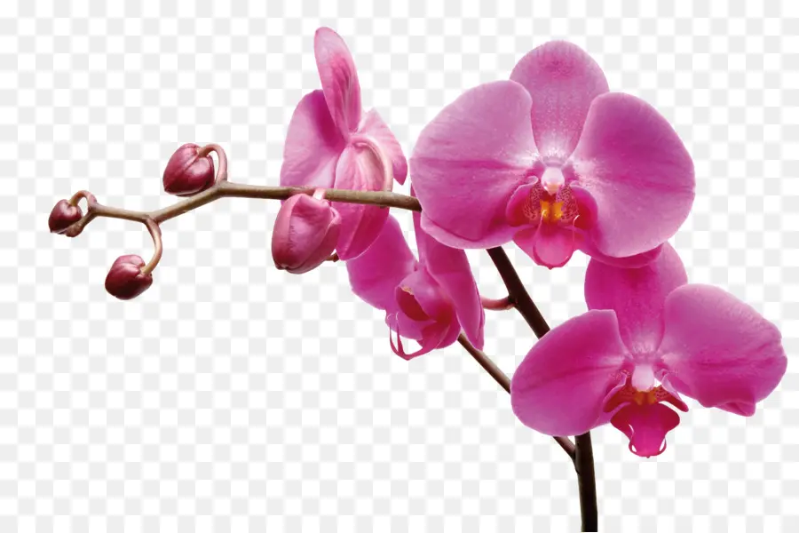 Orquídeas De Polilla，Rosas De Jardín PNG