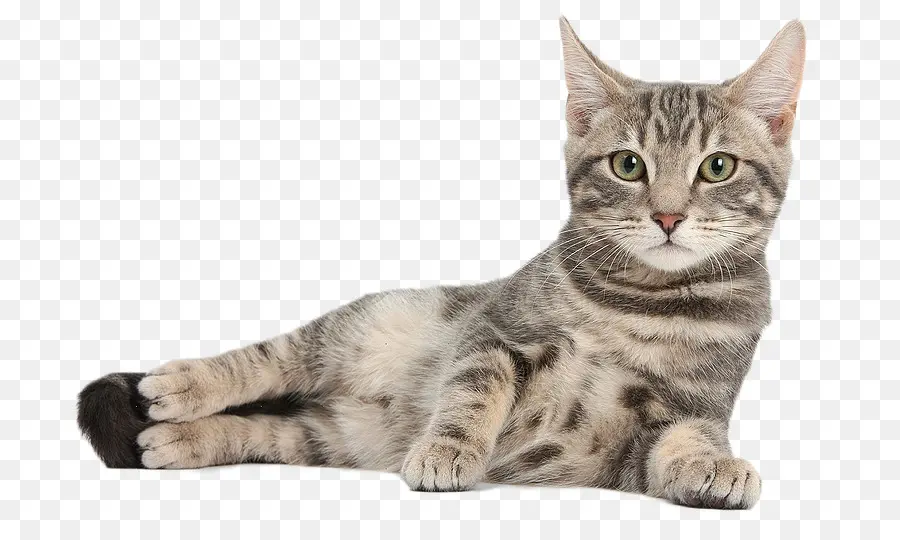 Gato，Gatito PNG