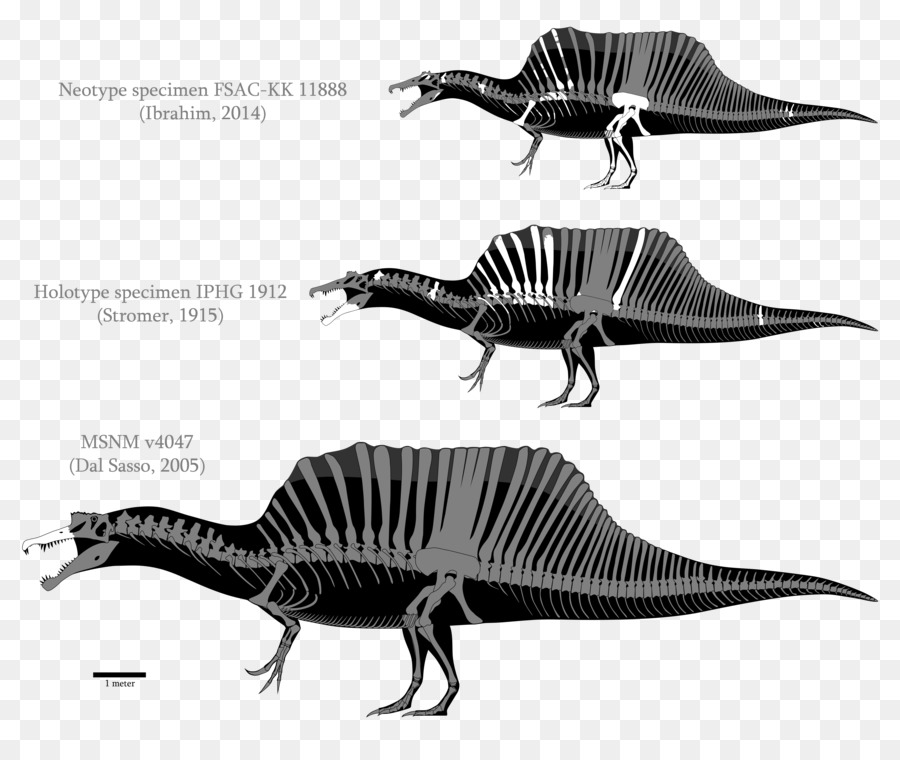 Spinosaurus，Tyrannosaurus PNG