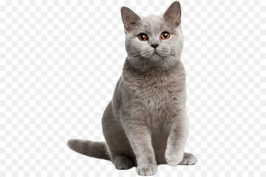 British Shorthair，Gato Persa PNG