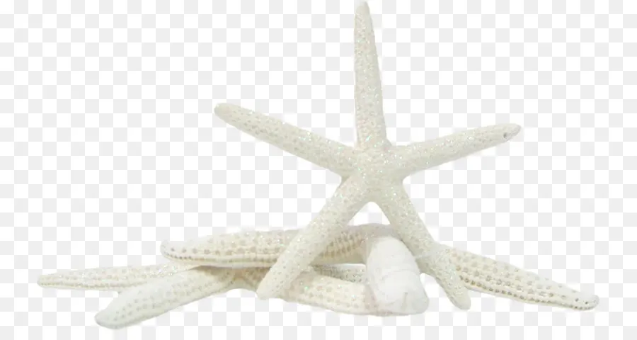 Estrella De Mar，Mar PNG