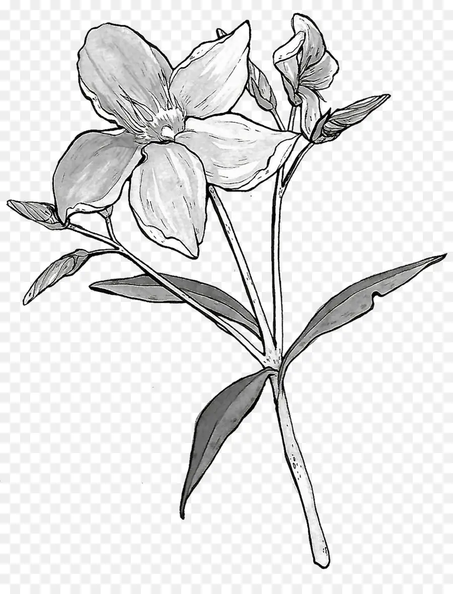 Flor，Ilustración Botánica PNG