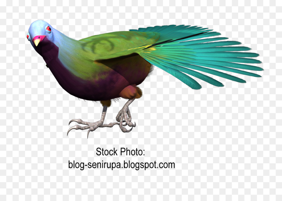 Guacamayo，Ganso PNG