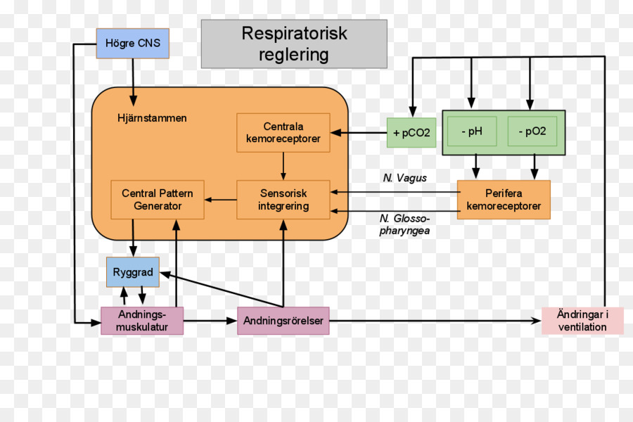 Diagrama De，Organización PNG