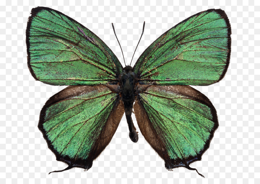 Mariposa Negra，Alas PNG