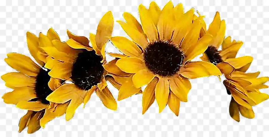 Girasol，Amarillo PNG