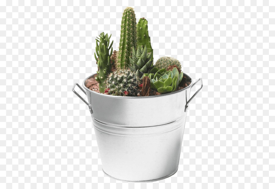 Planta Suculenta，Cactus PNG