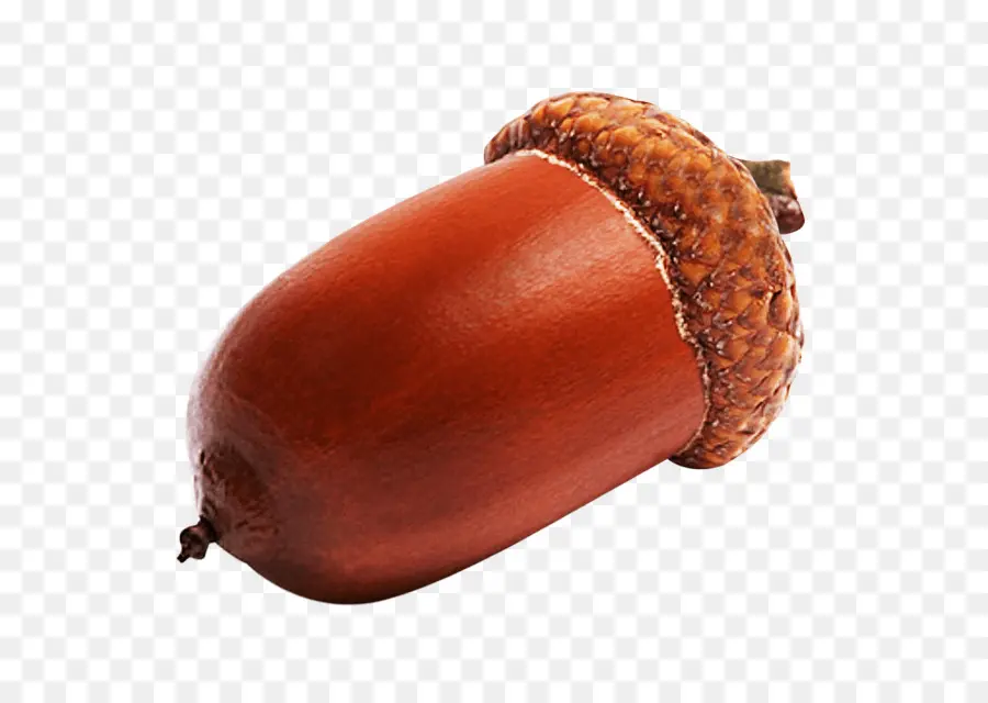 Bellota，De Coníferas De Cono PNG