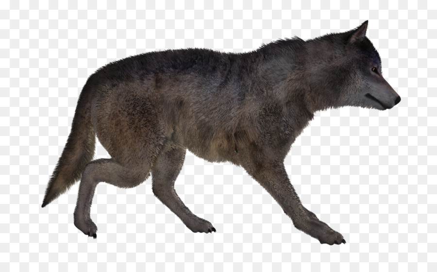 Coyote，La Tundra De Alaska Lobo PNG