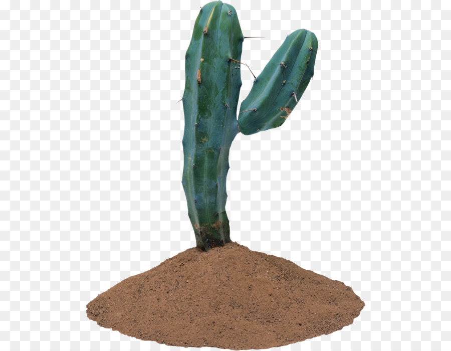 Cactus，Planta Suculenta PNG