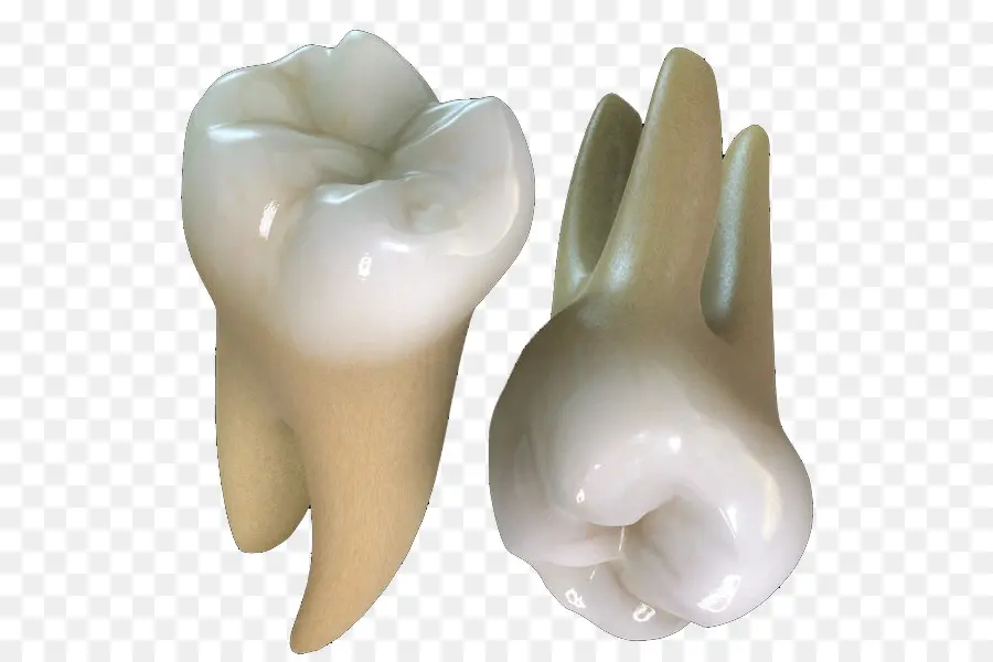 Diente，Molar PNG