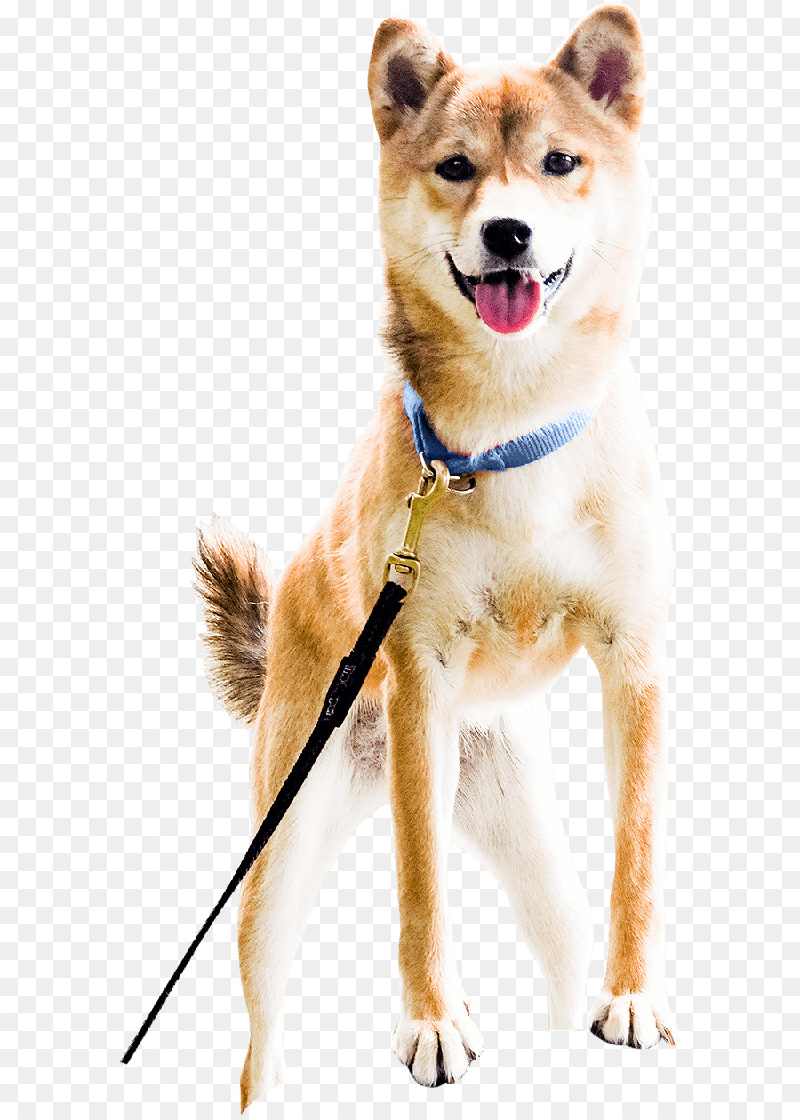 Perro，Correa PNG