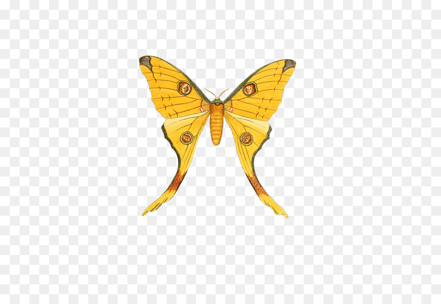 La Mariposa Monarca，Mariposa PNG