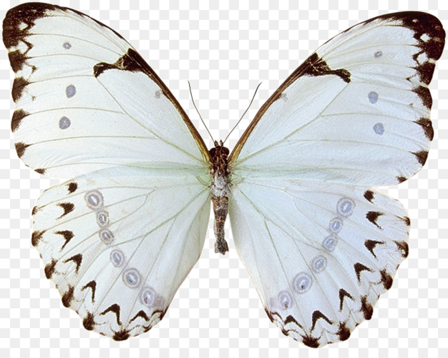 Mariposa，Cena Con Los Espíritus PNG