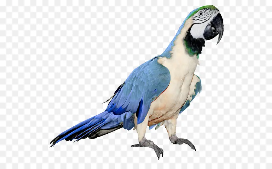 Loro，Azul PNG