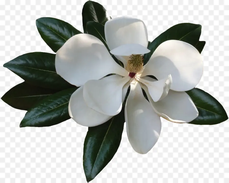 Flor Blanca，Pétalos PNG