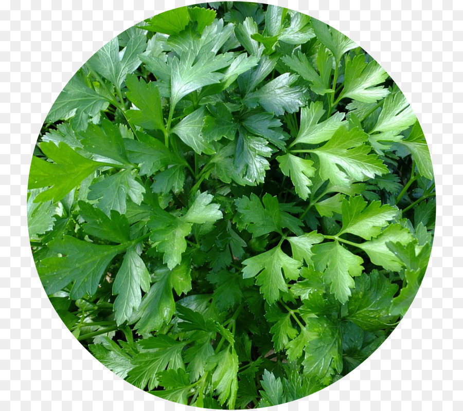 Cilantro，Hoja PNG