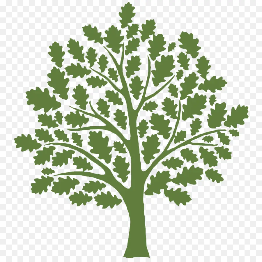 Árbol，Verde PNG