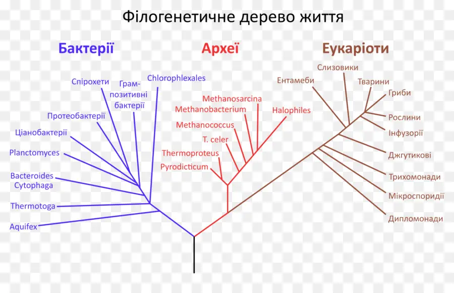 árbol Filogenético，Filogenética PNG