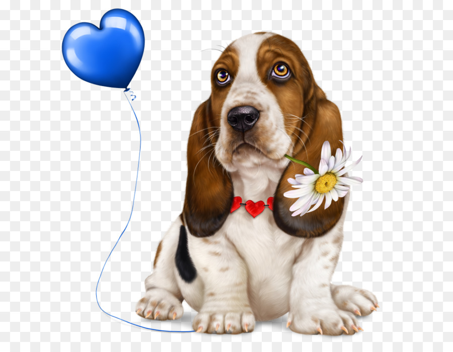 Basset Hound，Cachorro PNG