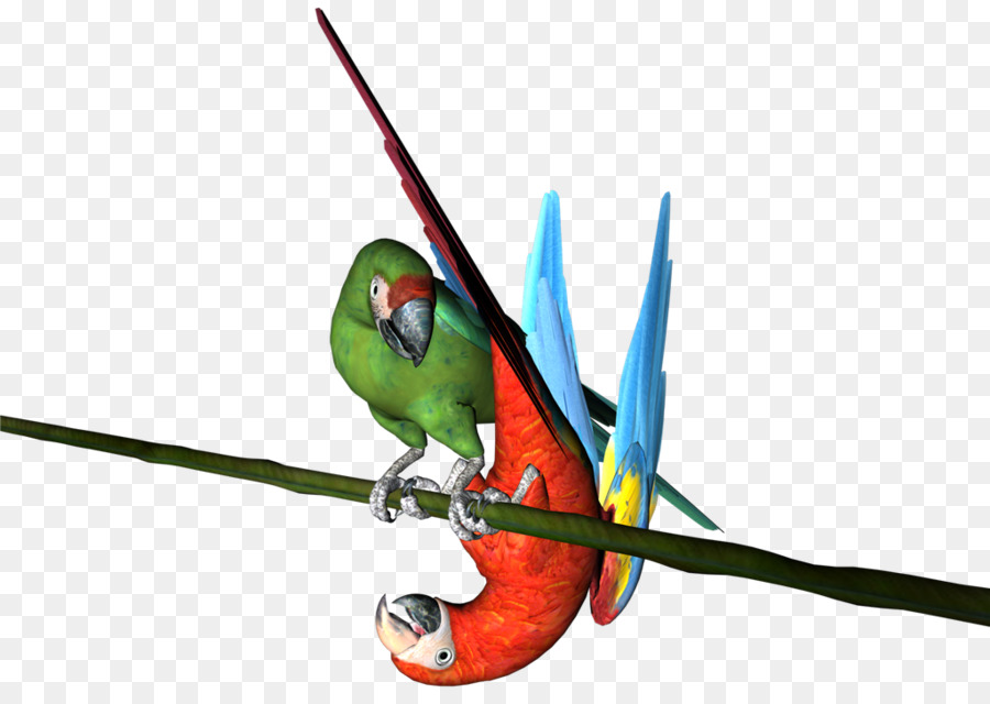 Guacamayo，Perico PNG