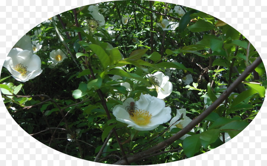 Flora，Familia Rosa PNG