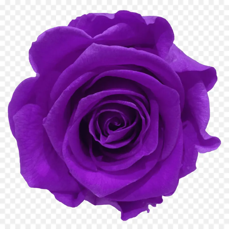 Rosa Morada，Florecer PNG