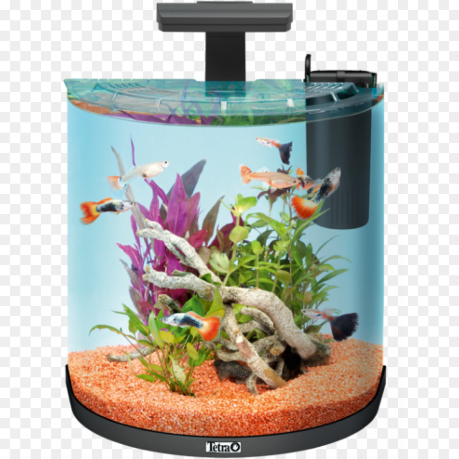 Acuario，Tetra PNG