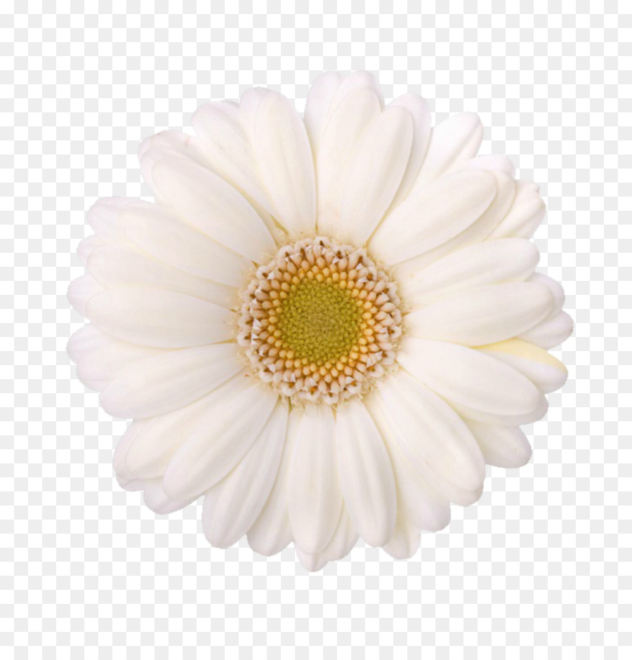 Flor Blanca，Margarita PNG