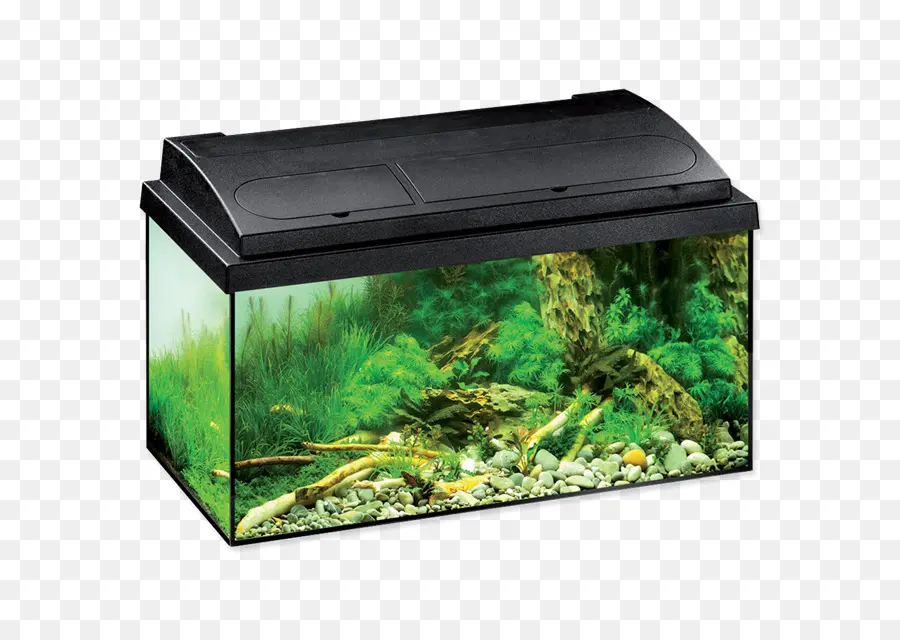 Acuario，Eheim PNG