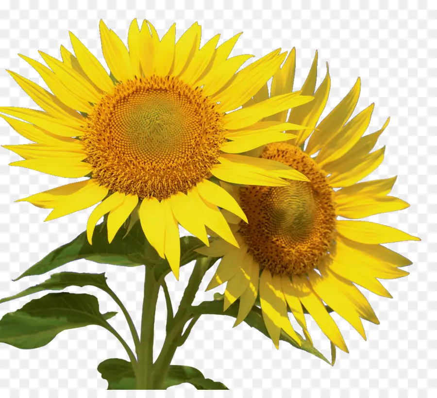 Girasoles Amarillos，Naturaleza PNG