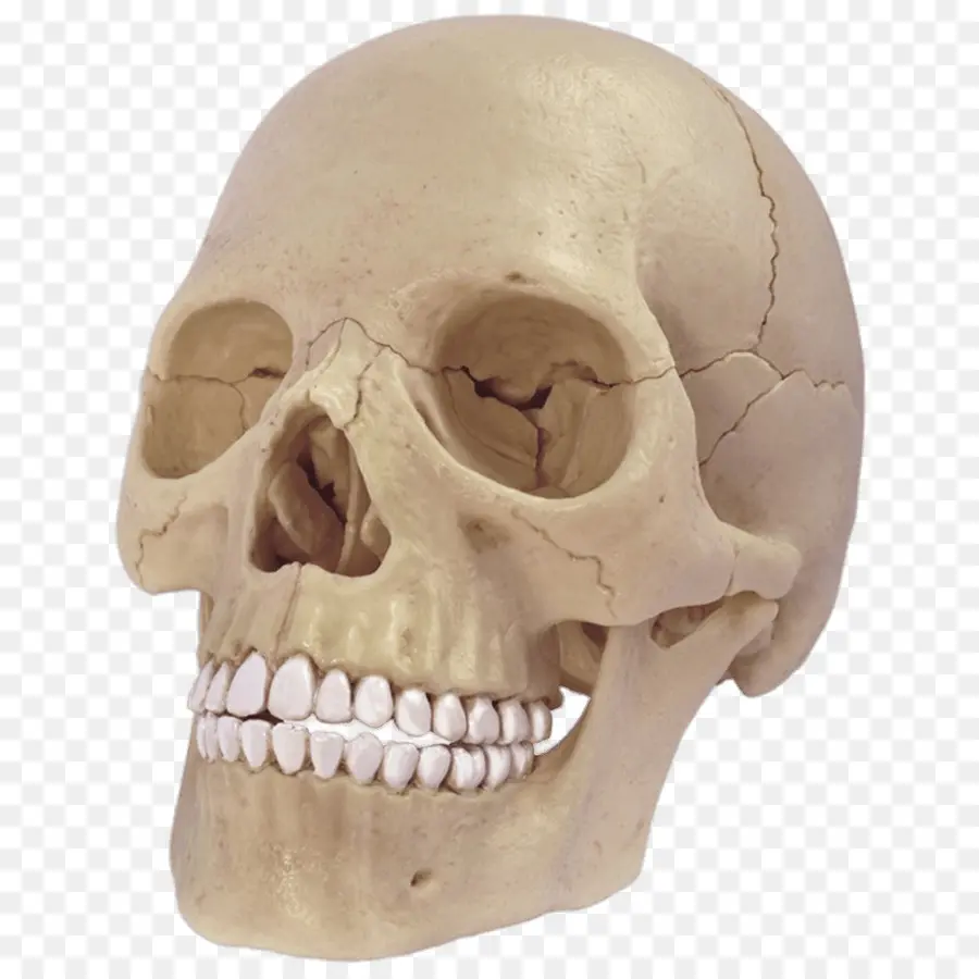 Cráneo，Anatomía PNG