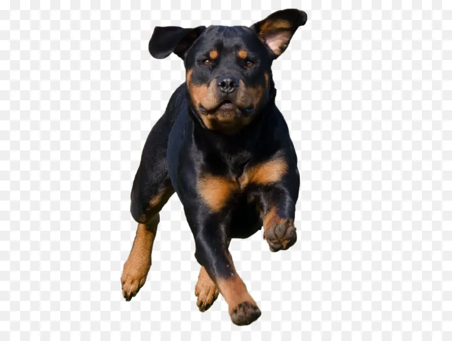 Rottweiler，Cachorro PNG