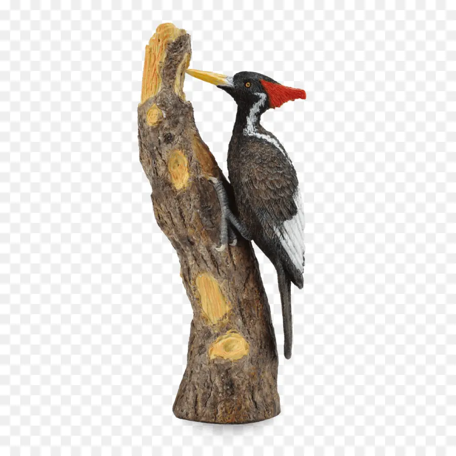 Woodpecker，Ivorybilled Carpintero PNG