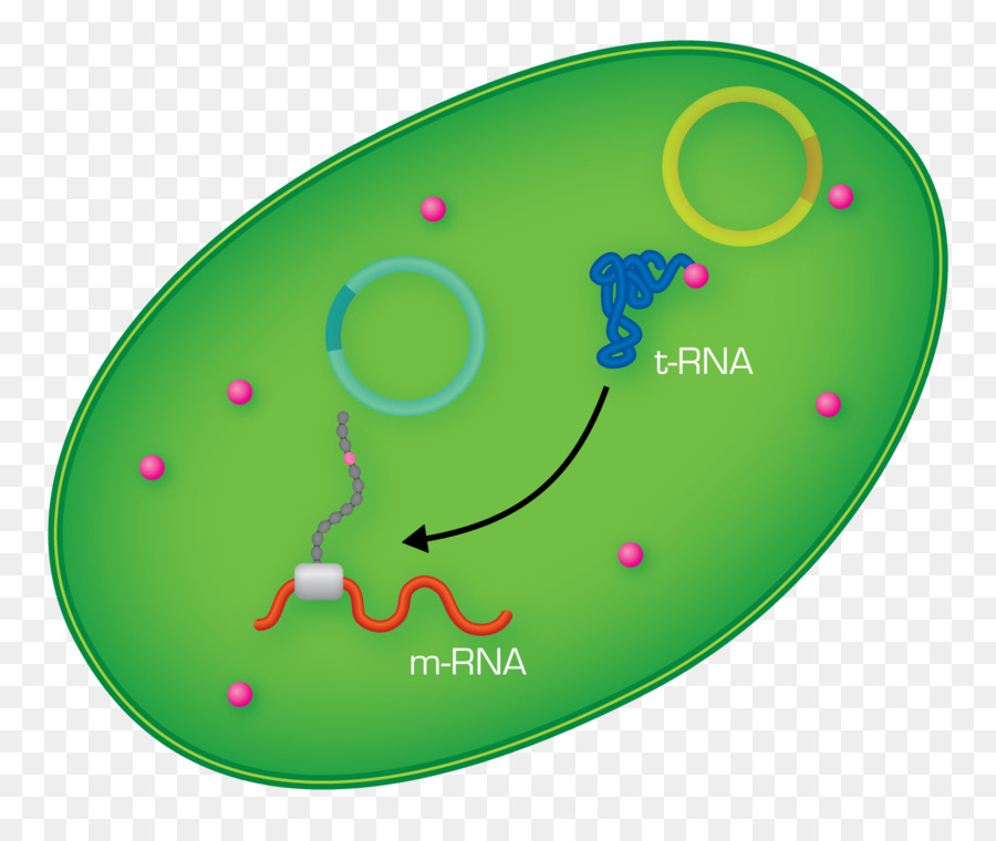 Aminoácido，Arn De Transferencia PNG