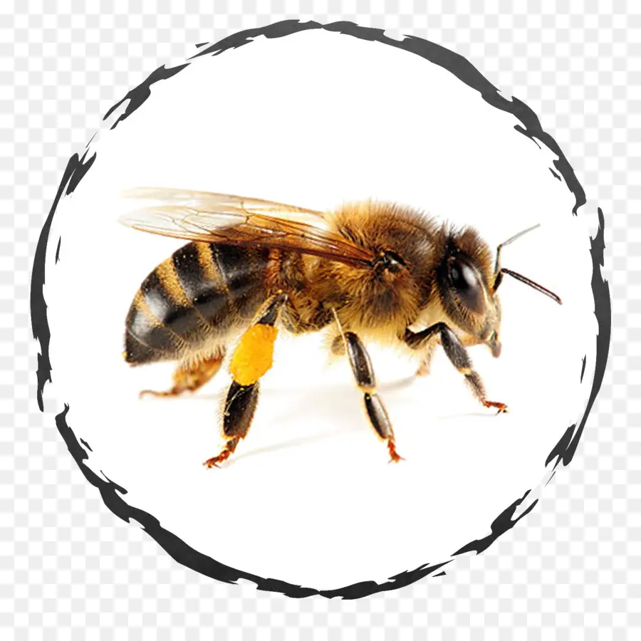 Abeja，Salud PNG