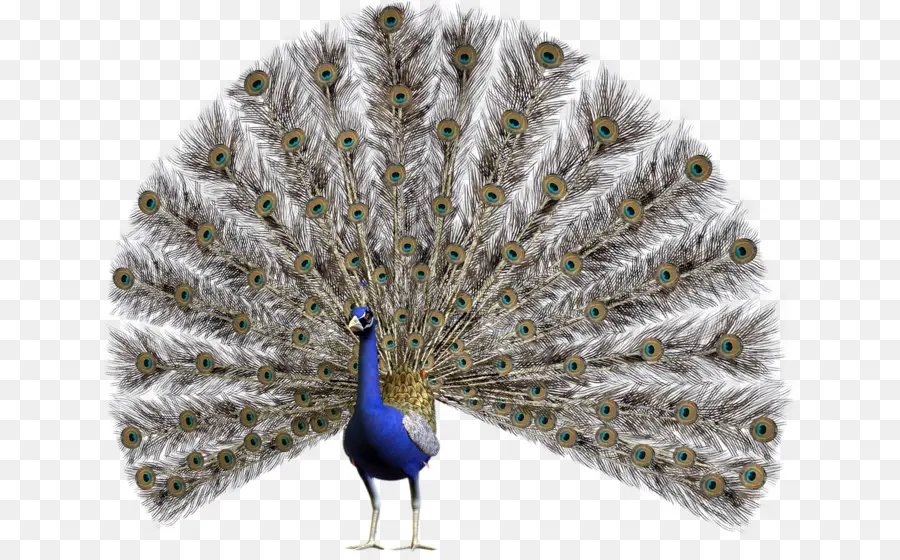 Pavo Real，Plumas PNG