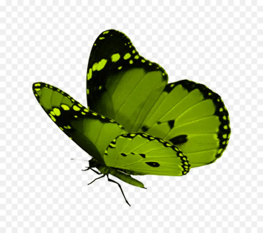 Mariposa，Verde PNG