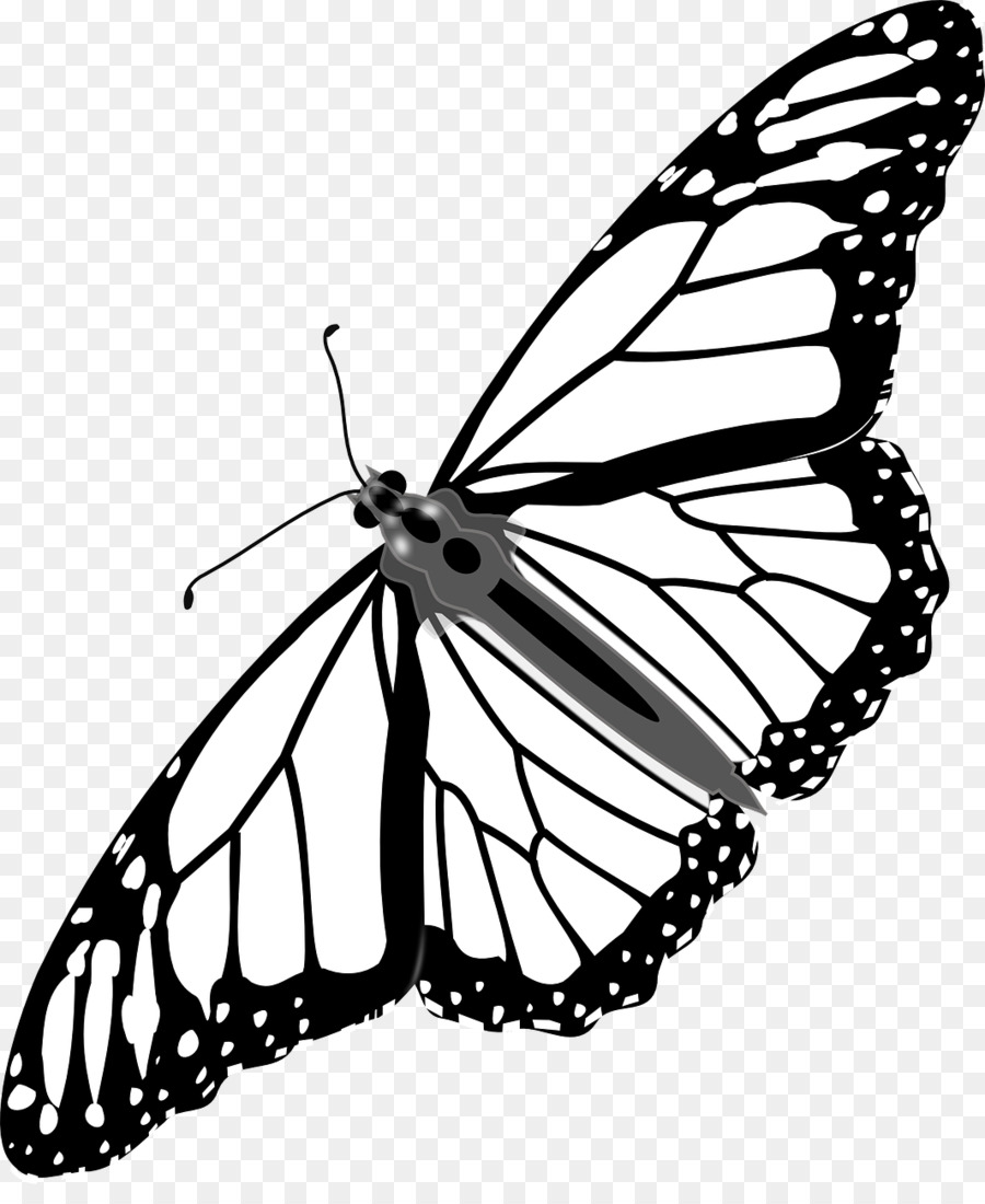 Mariposa，Dibujo PNG