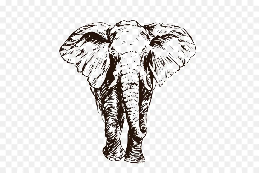 Elefante Africano，Elefante Indio PNG