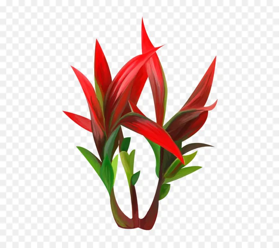 Plantas，Rojo PNG