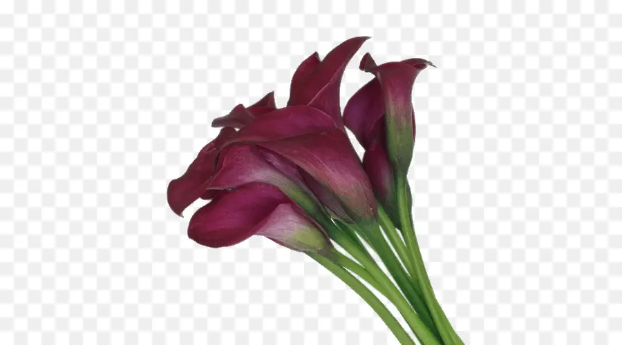 Arumlily，Color PNG