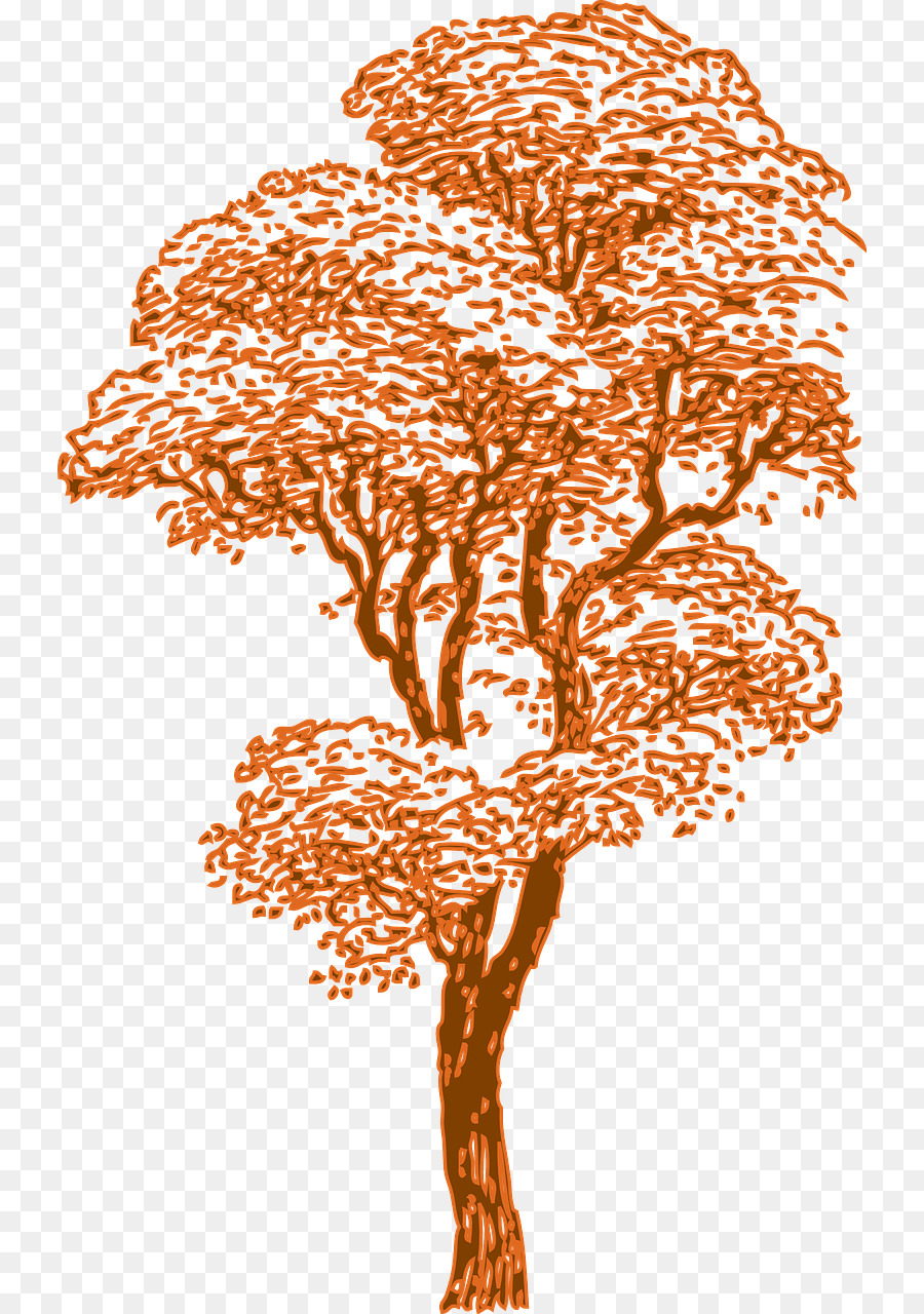 Dibujo，árbol PNG