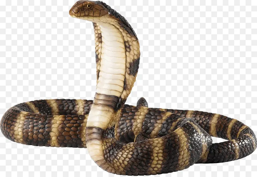 Cobra，Serpiente PNG